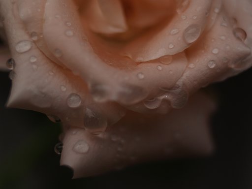 庭の花
