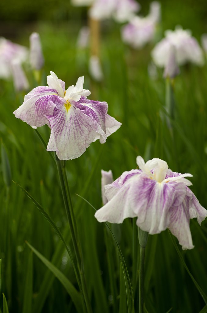 SIGMA MACRO 70mm F2.8 