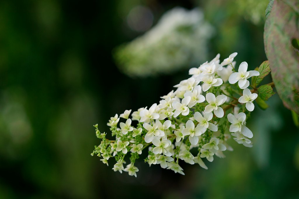 Otus 85mm F1.4 ZF2