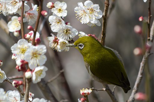 PENTAX-DA 55-300mmF4-5.8
