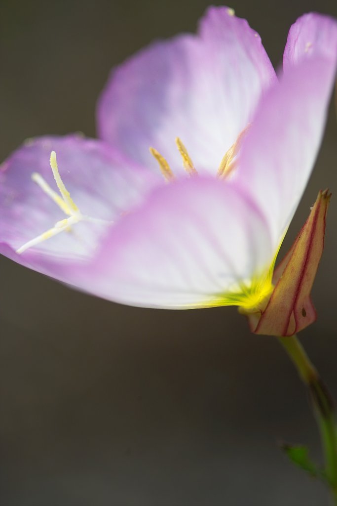APO MACRO 180mmF2.8