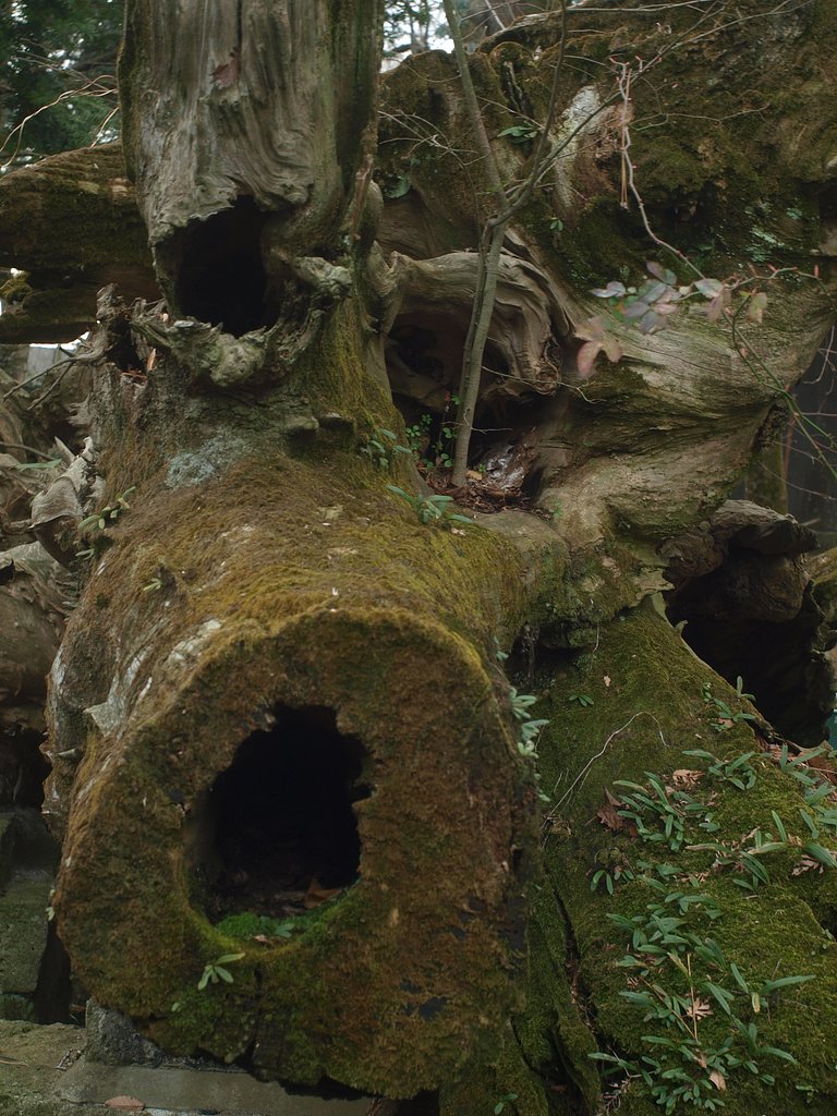 野木神社の木（１
