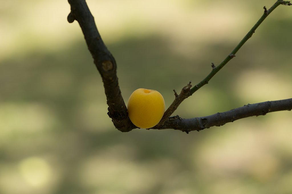 EF180mm F3.5 L MACRO