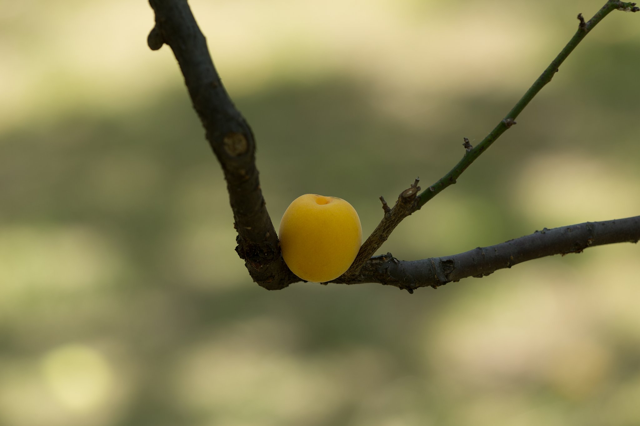 EF180mm F3.5 L MACRO