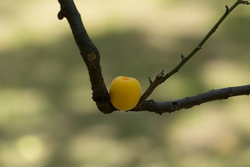 EF180mm F3.5 L MACRO