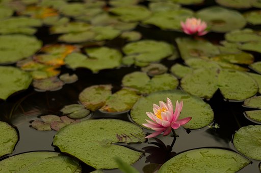 PENTAX-DA 50mmF1.8