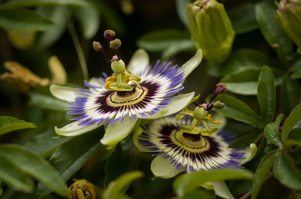 SIGMA MACRO 70mm F2.8 