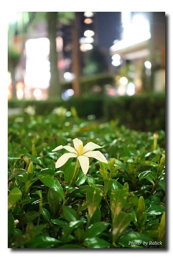 夜の街に咲く・・・
