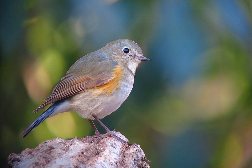 ルリビタキ♀