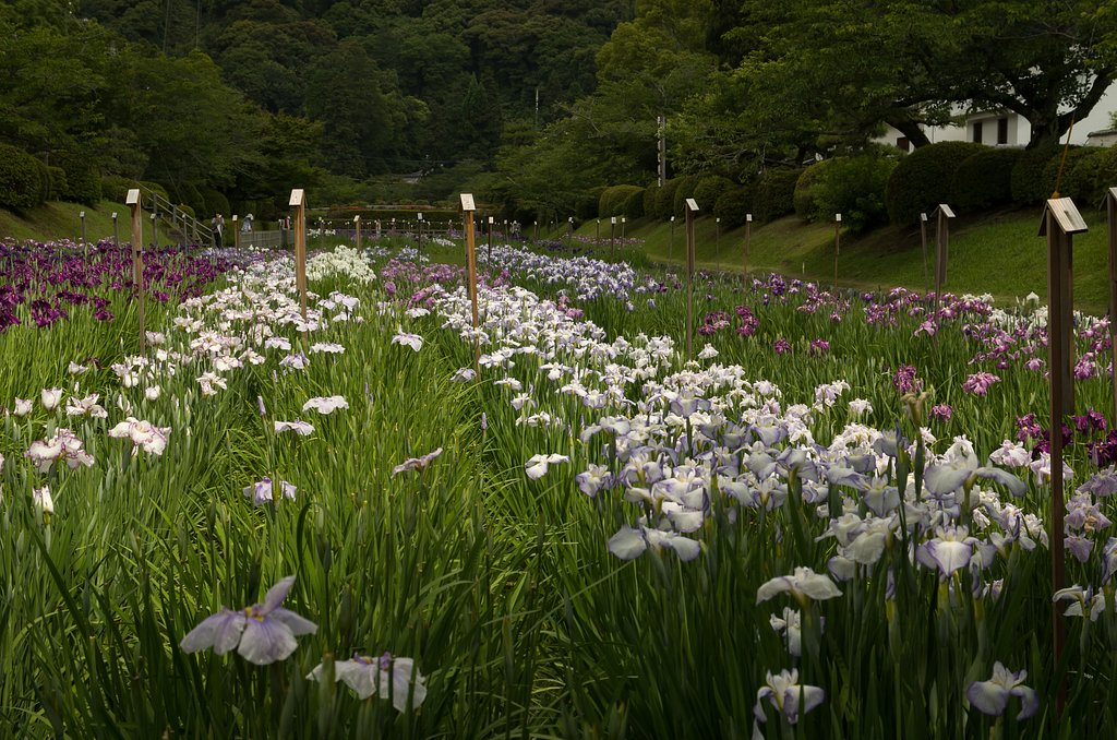 菖蒲田