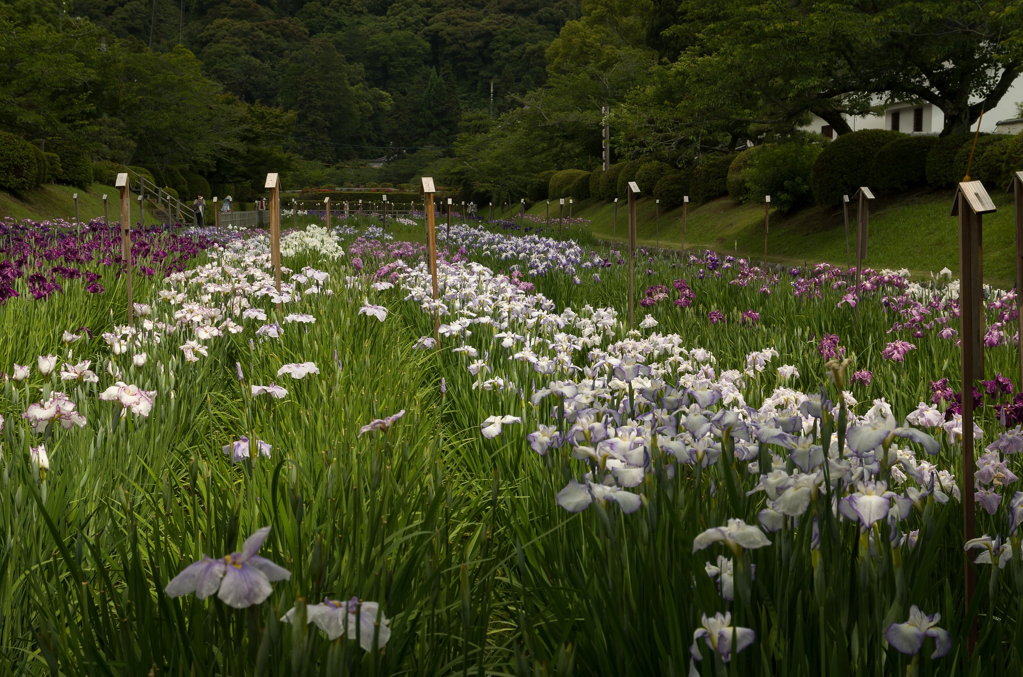 菖蒲田