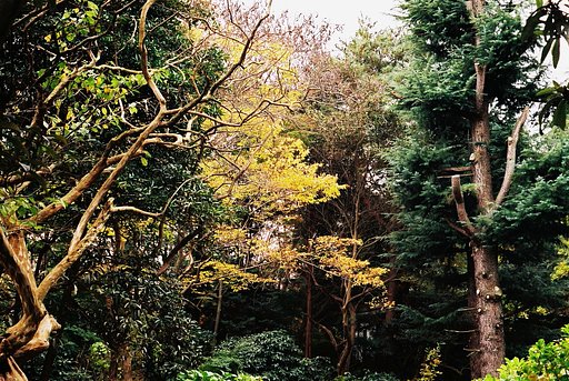 【フリー】懐古色