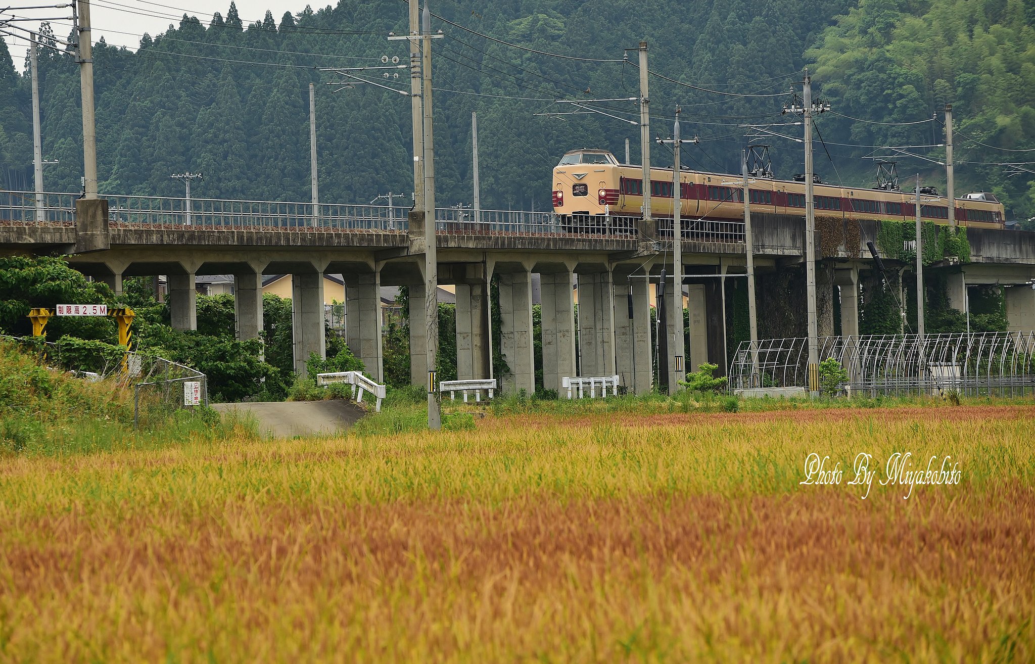麦秋とはしだて