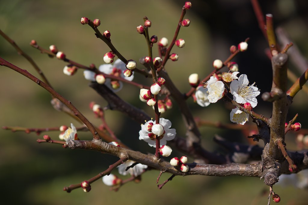 蕾たち
