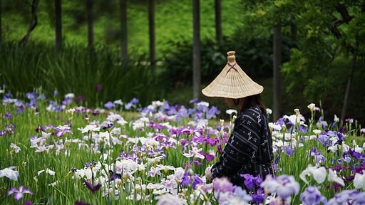 梅雨入り・・・菖蒲・・・