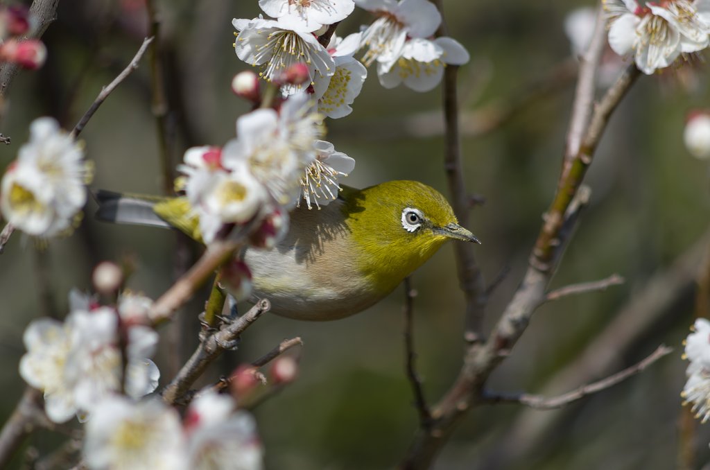 PENTAX-DA 55-300mmF4-5.8