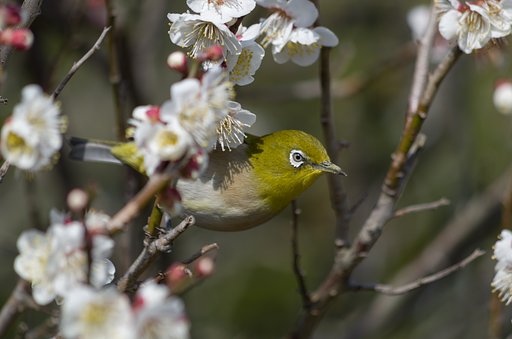 PENTAX-DA 55-300mmF4-5.8