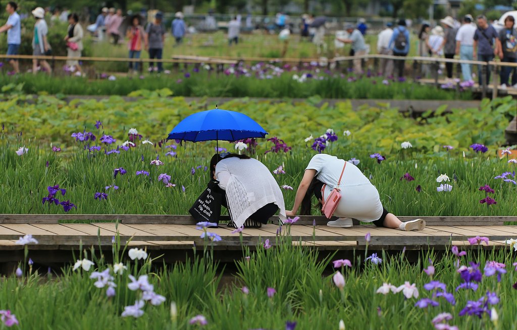 わが町の菖蒲まつり（その３）花より？？