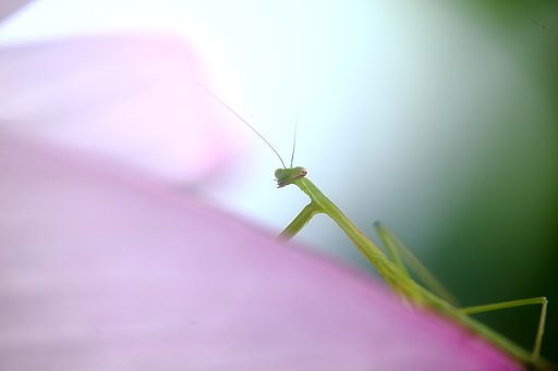 カマキリと睨み合い