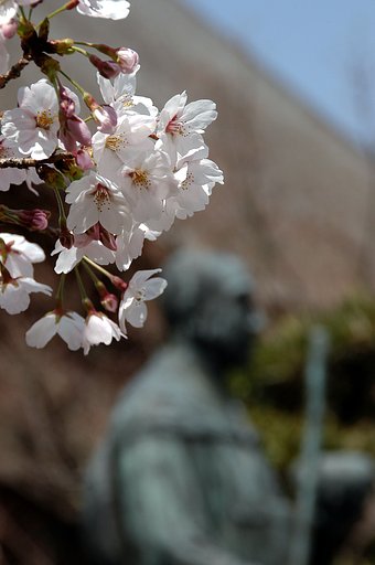 さくら・僧