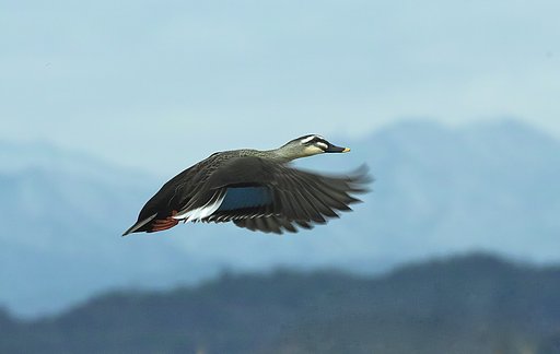 カルガモ