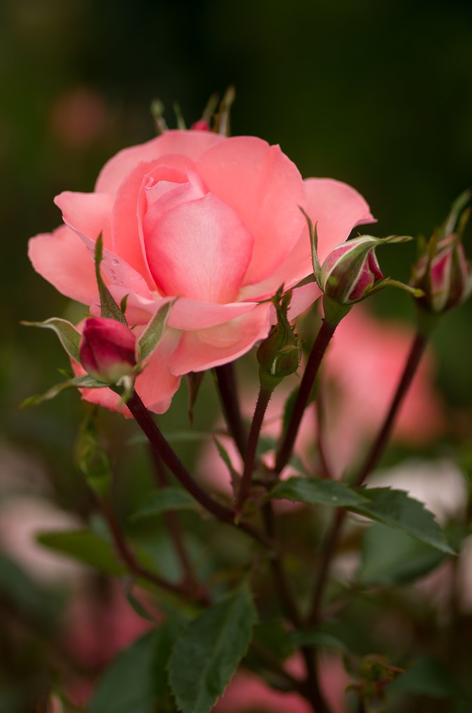 PENTAX-D FA MACRO 100mmF2.8 