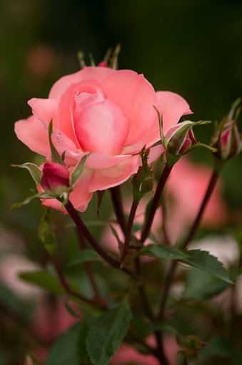 PENTAX-D FA MACRO 100mmF2.8 