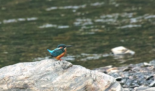 カワセミ