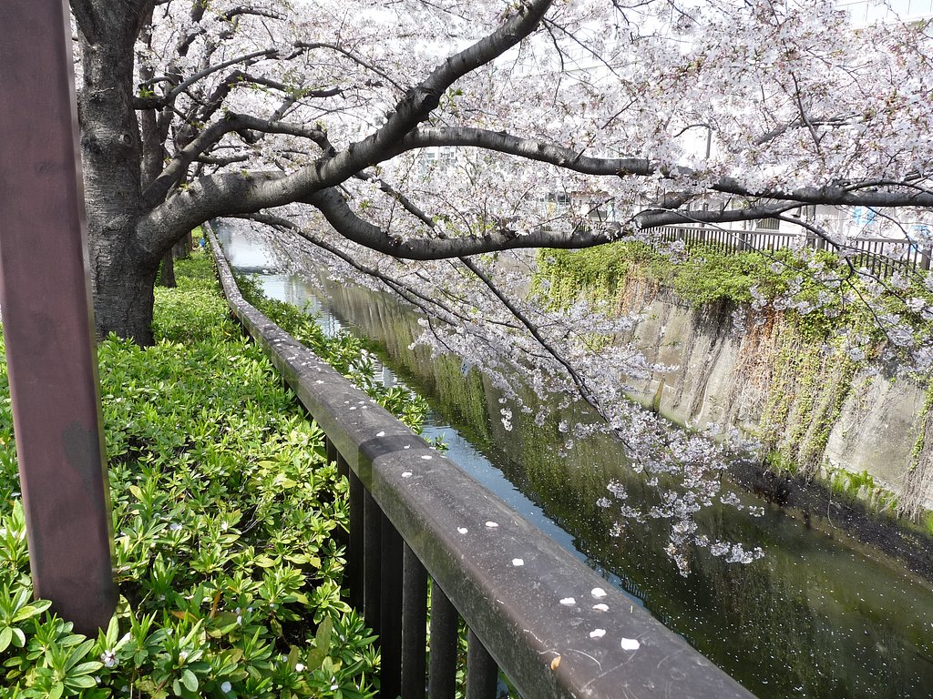桜