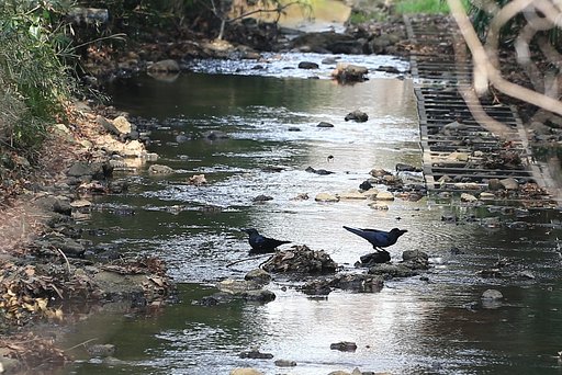 行水中のカラスもビックリ