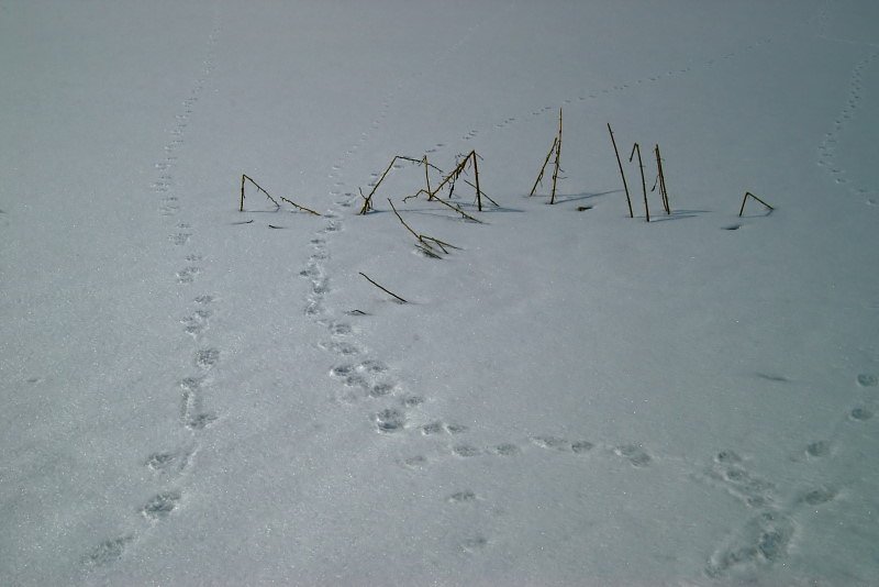 迷う足跡