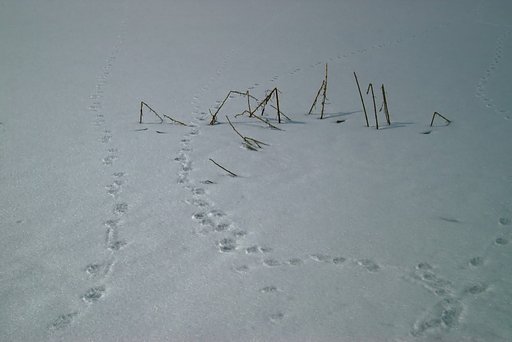 迷う足跡