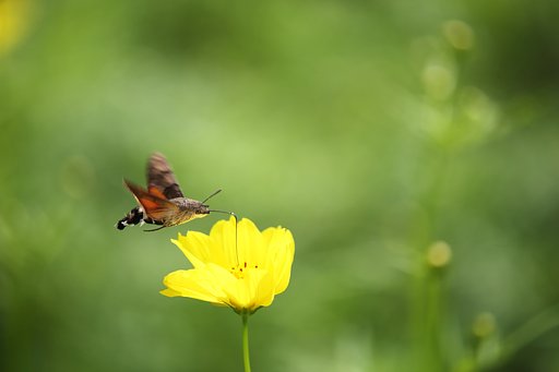 ホバリング王