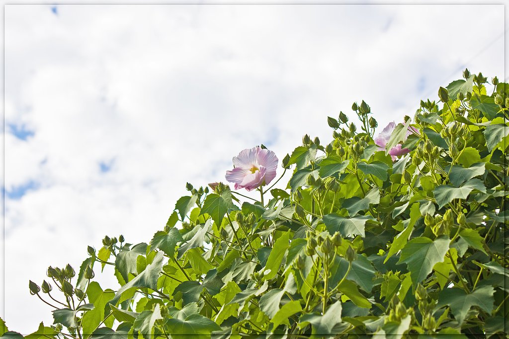 秋の空と芙蓉
