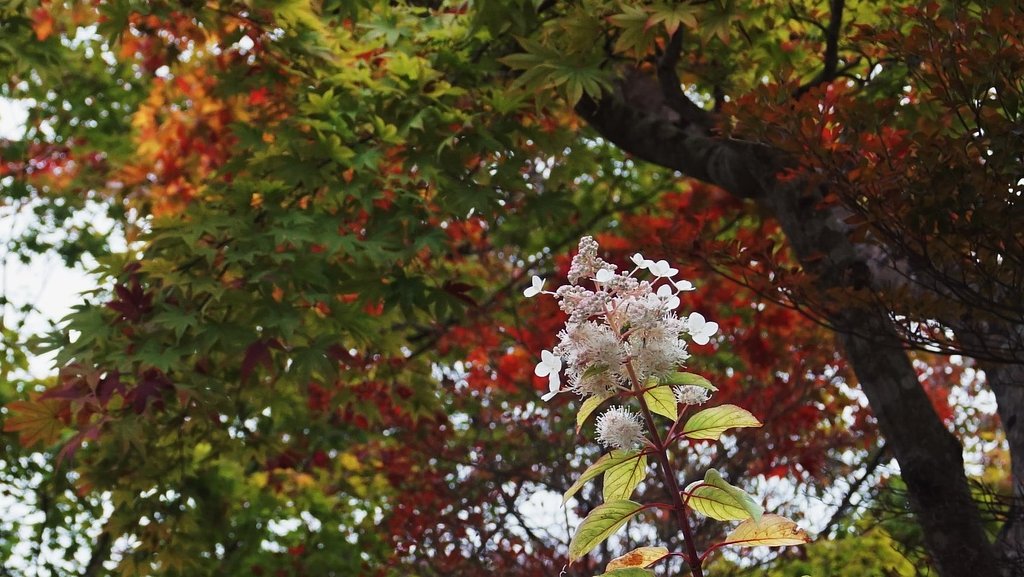 秋に咲く花・・・