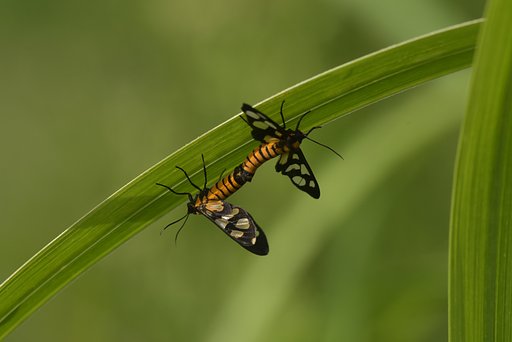 交尾