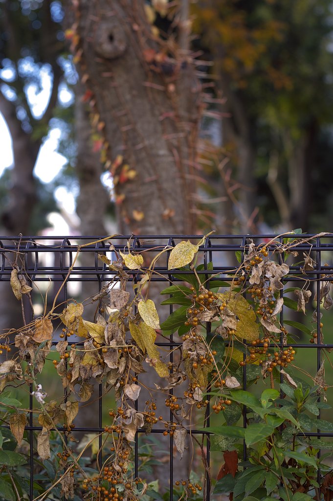 緑のロッコール　AUTO　ROKKORーPF　55㎜F1.8