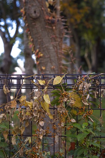 緑のロッコール　AUTO　ROKKORーPF　55㎜F1.8