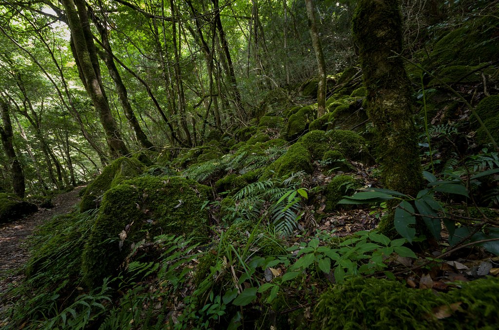 SIGMA 10-20mm F4-5.6 