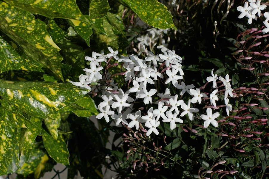 苦手な花、なんでも苦手ですが、