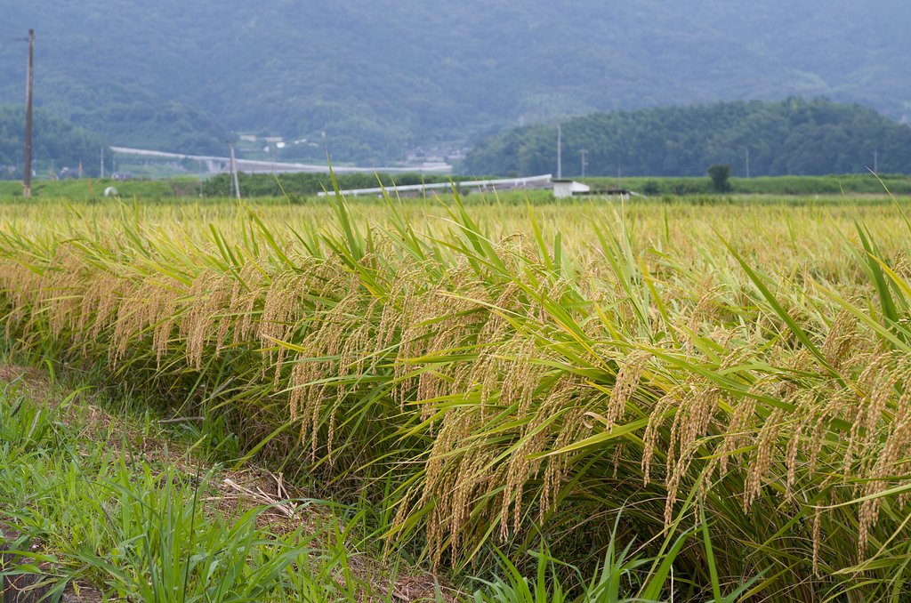 黄金色