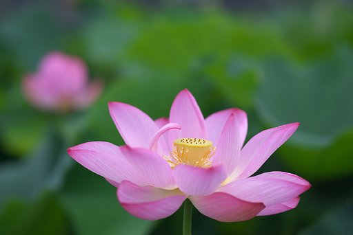 Otus 85mm F1.4 ZF2