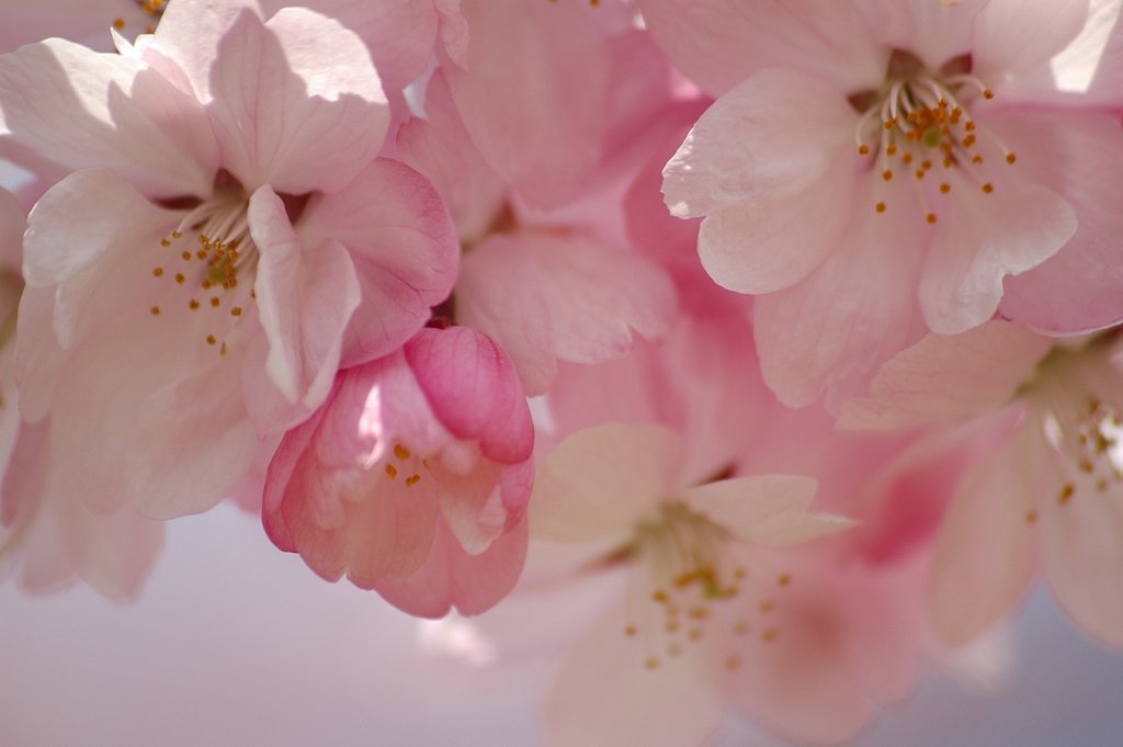 紅駒桜