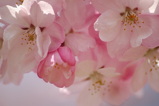紅駒桜