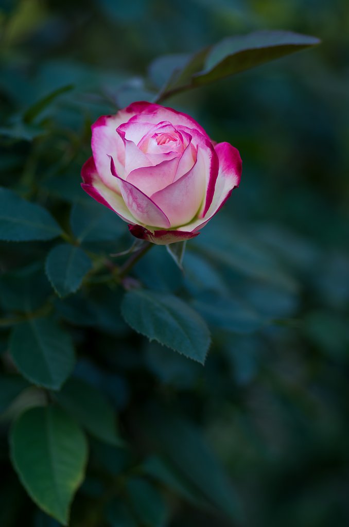 PENTAX-D FA MACRO 100mm F2.8 