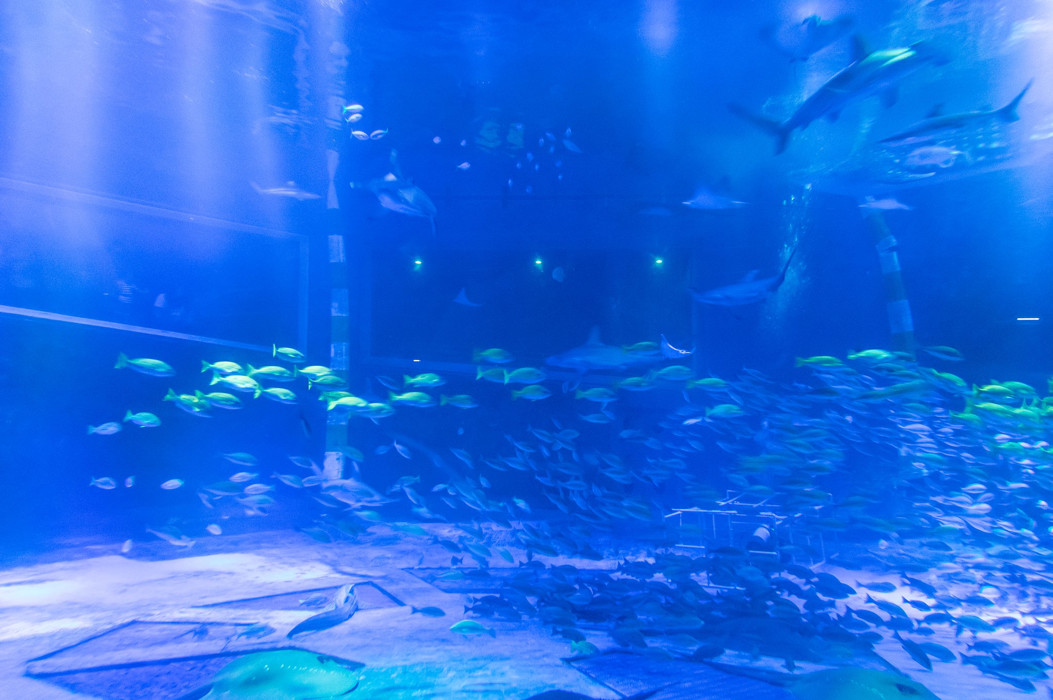  Aquarium_アクアリウムにて