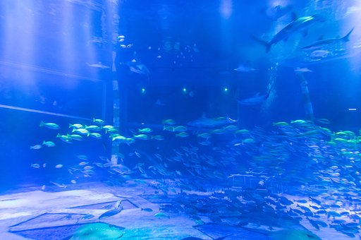  Aquarium_アクアリウムにて