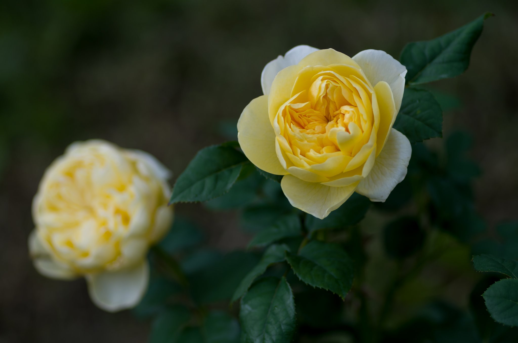 PENTAX-D FA MACRO 100mm F2.8 