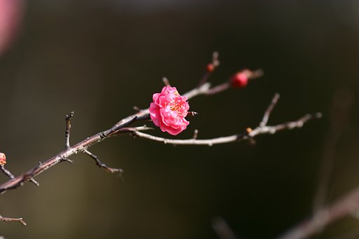 梅一輪