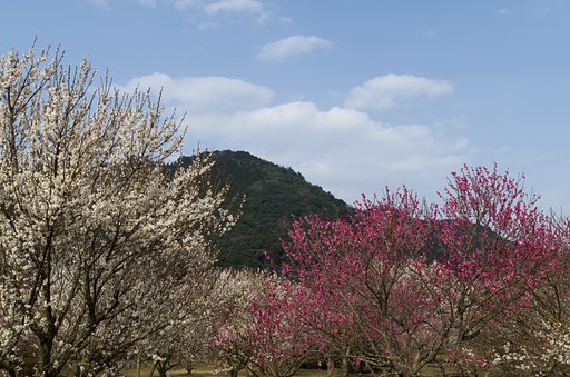 TAMRON SP AF 17-50mm F-2.8
